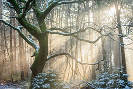 Koude ochtend op de Veluwe