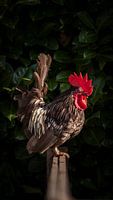 Haan tje de voorste ~ Boerderijdieren