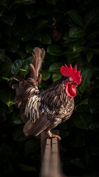 Floris de Rooster ~ Rooster die Vorderseite
