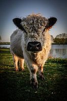 Galloway Bull