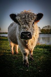 Galloway Bull by Hans Oskam