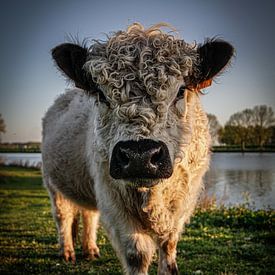 Taureau Galloway sur Hans Oskam