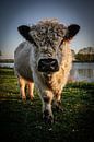 Galloway Bull by Hans Oskam thumbnail