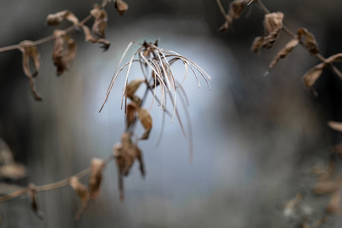 Samenkapseln des Weidenröschens (Epilobium) vor einem verschwommenen Naturhintergrund, Wabi-Sabi-Kon