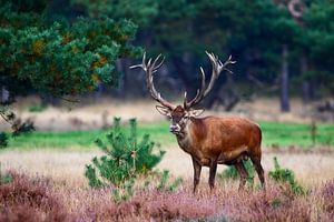 Cerf élaphe