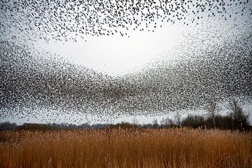 Starling swarm by Franke de Jong