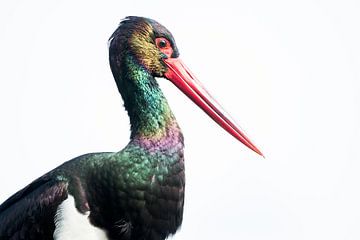 Zwarte Ooievaar van Danny Slijfer Natuurfotografie