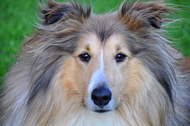 HUNDE 22 von Miroslav Ptacek