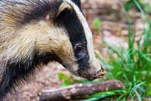 European badger by Marcel Derweduwen