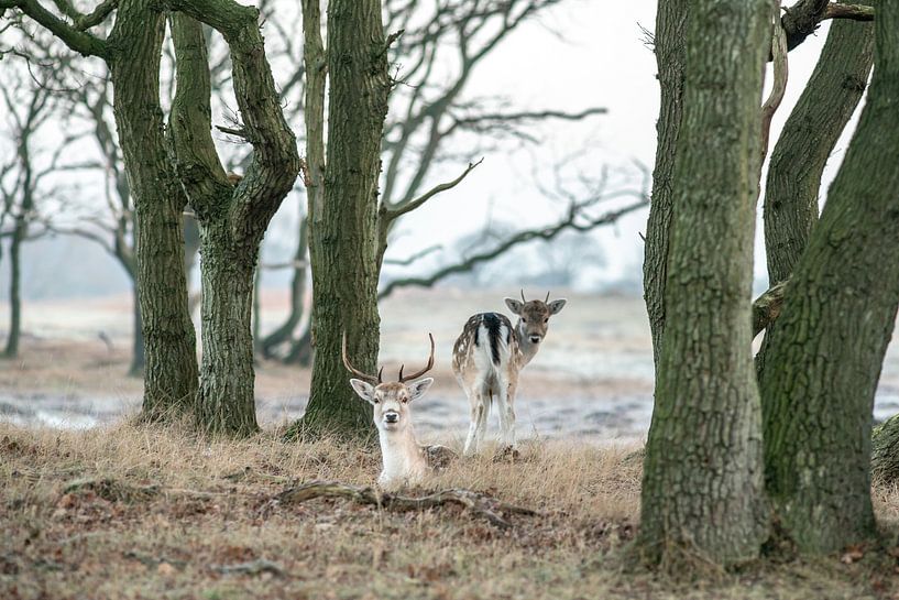 Deer in the woods by Dirk van Egmond