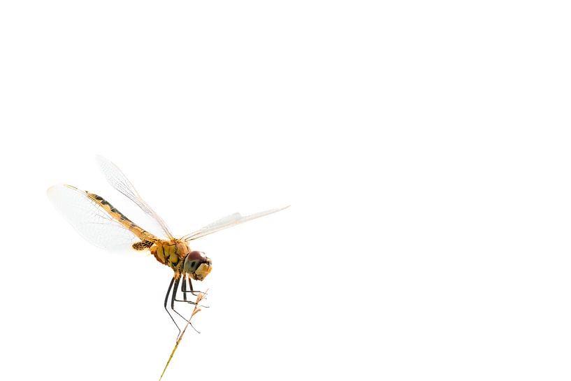 Dragonfly ìn high key minimalism by Johannes Jongsma