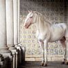Portugese Witte Hengst in Zuilengallerij | Paarden Fotografie van Laura Dijkslag