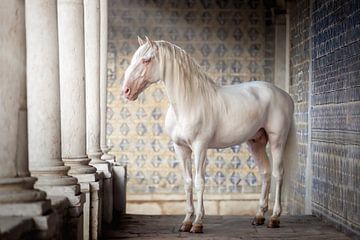 Portugese Witte Hengst in Zuilengallerij | Paarden Fotografie van Laura Dijkslag