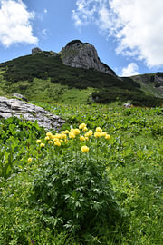 Fleurs de renoncule à boule dans les montagnes du Kosovo 1 sur Erik Buitenhuis