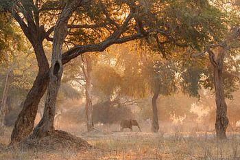 Elephant in fairytale forest