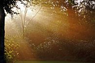 the first sunbeams by Yvonne Blokland thumbnail