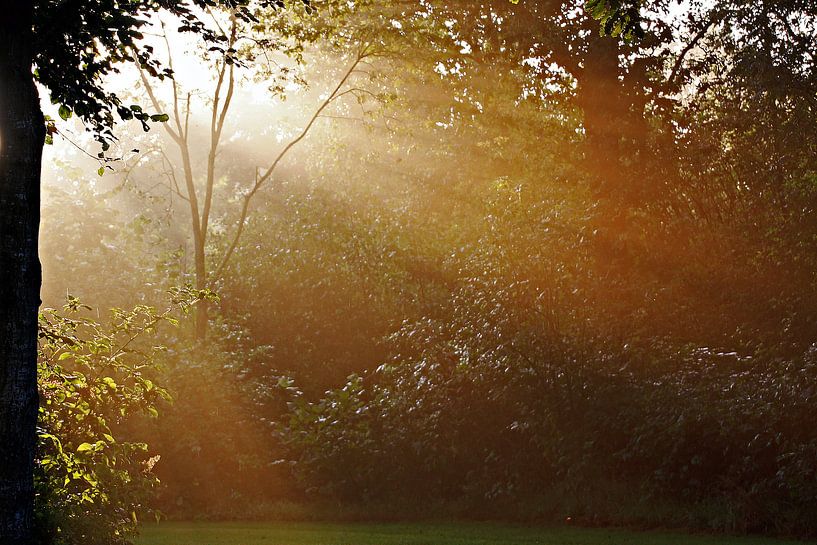 the first sunbeams by Yvonne Blokland