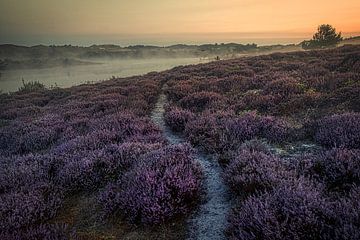 Heide in de Schoorlse duinen met mist #1 van peterheinspictures