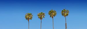 Lovely Palm Trees | panorama