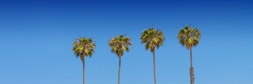 Palmenidylle | Panorama von Melanie Viola