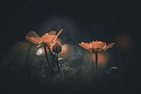 Blumen im Dunkeln
