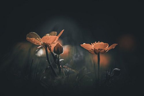 Bloemtjes in het donker