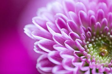 Pink Flower van Cheryl Porcelijn