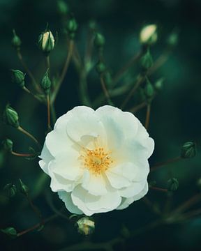 Witte roos van Saskia Schotanus