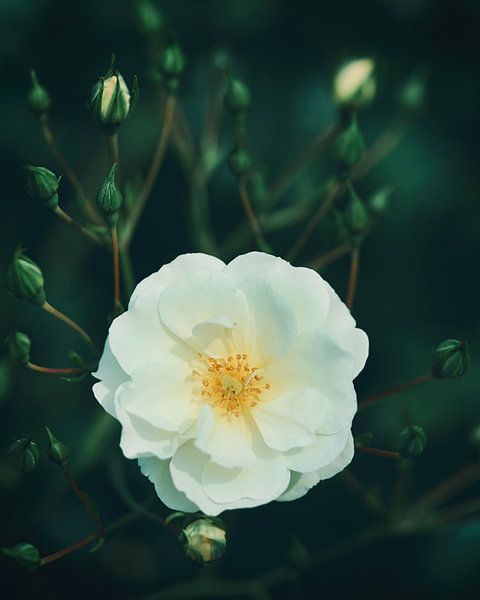 White rose by Saskia Schotanus