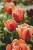 rote Tulpen
