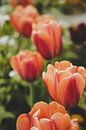 rote Tulpen von Franziska Pfeiffer Miniaturansicht