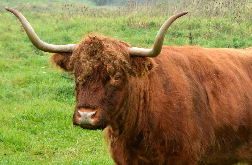 Rotbraune schottische Hochlandrinder in freier Wildbahn im Gras von Trinet Uzun