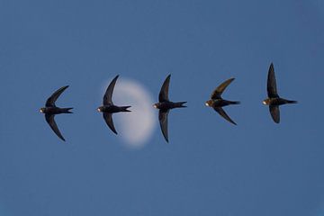 Gierzwaluw vliegt langs de maan 'art of flight' van Hans Hut
