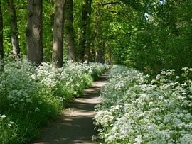 Bike path through nature. by Wim vd Neut