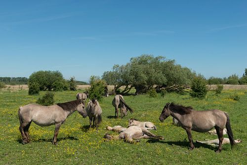 Konik paarden in nationaal park Lauwersmeer