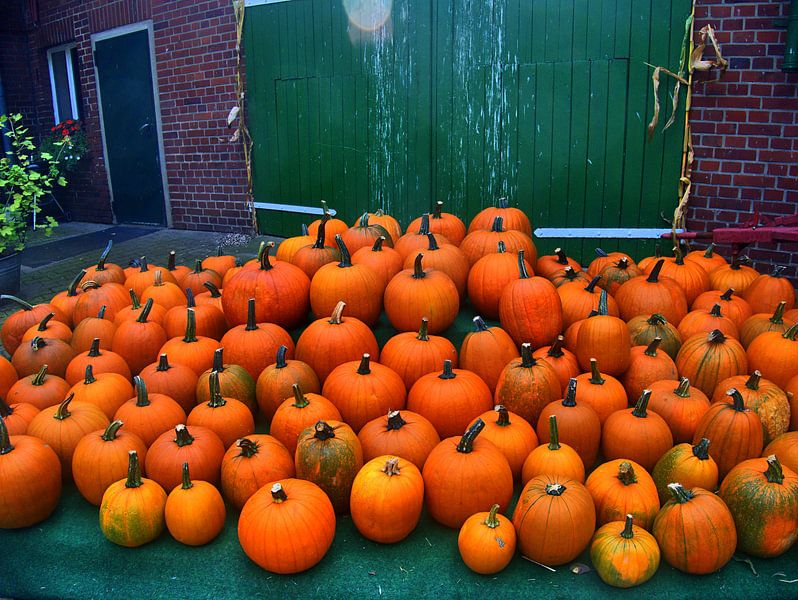 Pompoenoogst van Edgar Schermaul