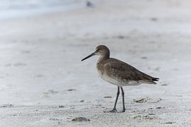 USA, Florida, Close up of a beautiful willet bird with brown fea by adventure-photos