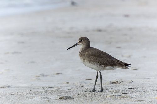 Verenigde Staten, Florida, Close-up van een mooie willetvogel met bruine veren