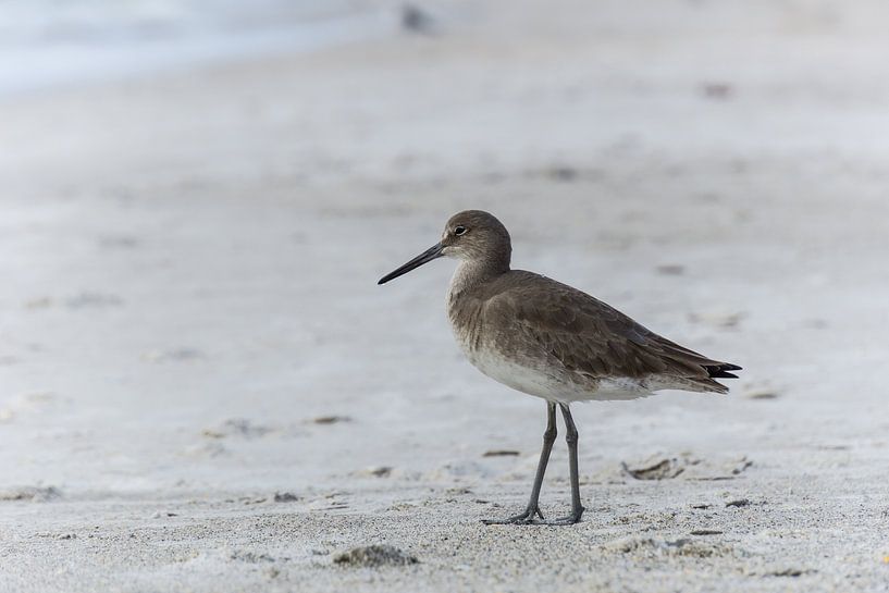 USA, Florida, Close up of a beautiful willet bird with brown fea by adventure-photos