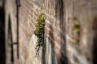 Bloeiende muurbloemen op oude stadsmuur van Fotografiecor .nl thumbnail