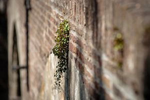 Blühende Wand blüht auf alter Stadtmauer