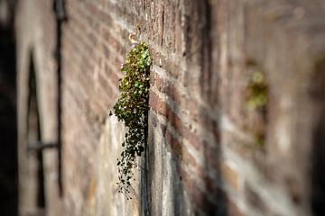 Bloeiende muurbloemen op oude stadsmuur