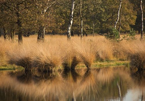 Zwaaiend in de spiegel