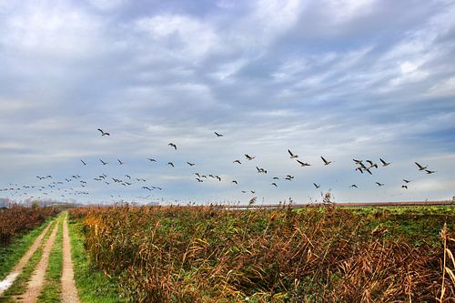 Vlucht ganzen in de Oostvaardersplassen