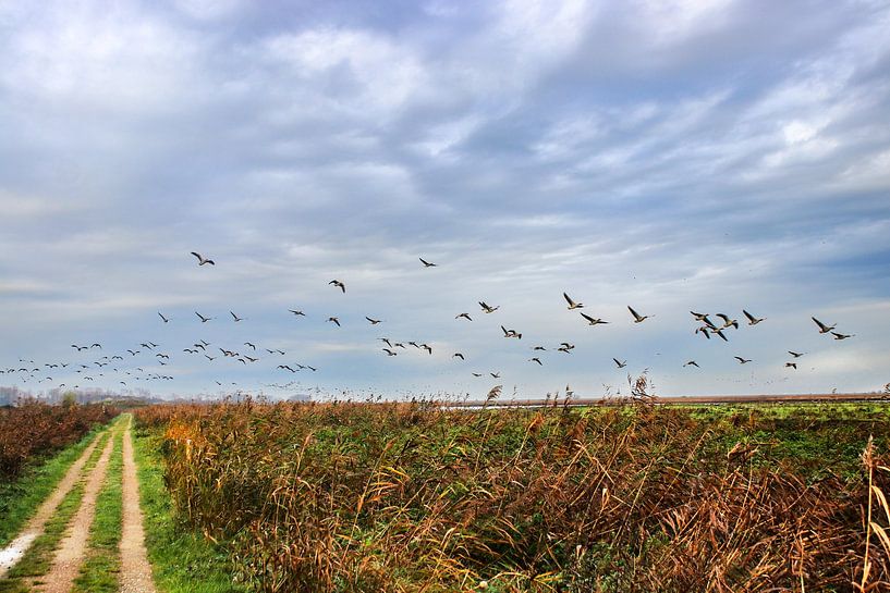 Flight of geese in the Oostvaardersplassen by Jos van den Berg