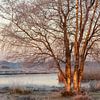 Berken in winters licht - Reestdal van Karla Leeftink