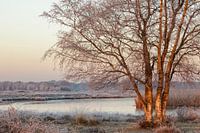 Birches in winter light - Reest valley
