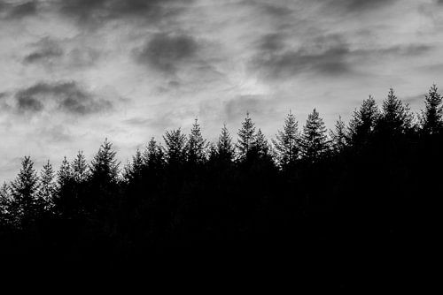 Bos Silhouet in Zwart Wit tegen Dramatische Lucht