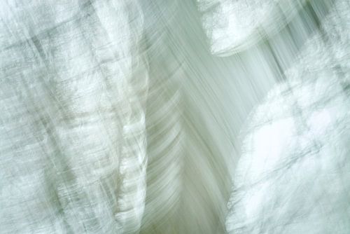 Arbres dansants en mouvement sur Jenco van Zalk