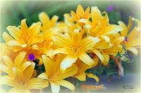 Daylily